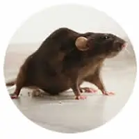 Rodent