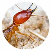 Termite