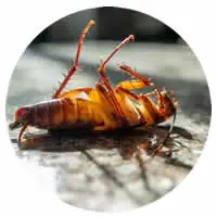 Cockroach