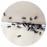 Ant