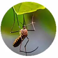 Mosquito